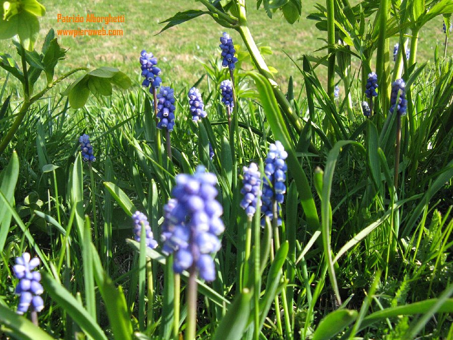 11-Fioritura salendo al colle della Presolana 2 Magg..JPG - 11-Fioritura salendo al colle della Presolana 2 Maggio